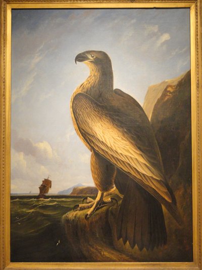Washington Sea Eagle by John James Audubon